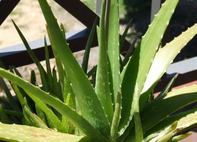Spotted forms of Aloe vera are sometimes known as Aloe vera var. chinensis.