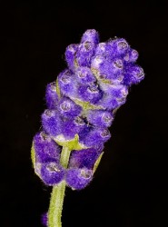 Lavender (Lavendula Angustifolia).