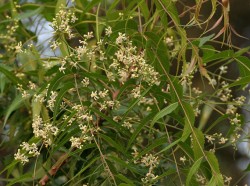 Azadirachta indica, flowers and leaves.