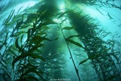 Kelp is a type of seaweed that is a source of iodine, vitamins and minerals.