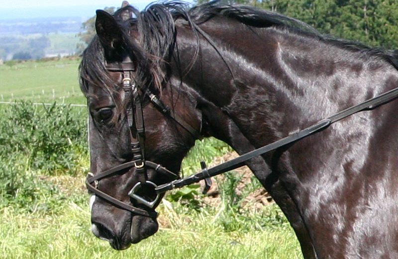 N.E. Bute Free