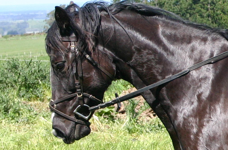 N.E. Bute Free