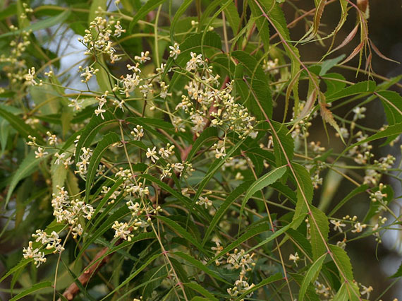 Azadirachta indica, flowers and leaves. 